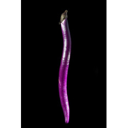 Aubergine du Japon © Isabelle Morison