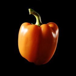 Poivron Orange © Isabelle Morison