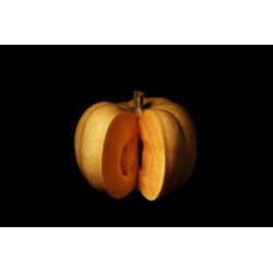 Courge Carat II © Isabelle Morison