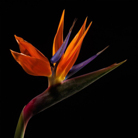 Fleur africaine 1 © Francis Barrier
