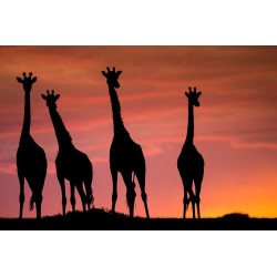 Girafes du soir © Lionel Maye