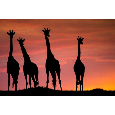 Girafes du soir © Lionel Maye