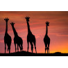Girafes du soir © Lionel Maye