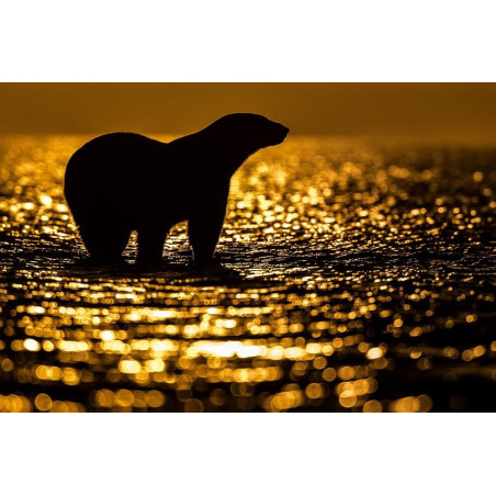 L'or du soir © Lionel Maye