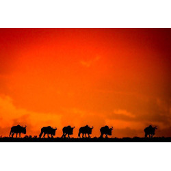 Gnous au crépuscule