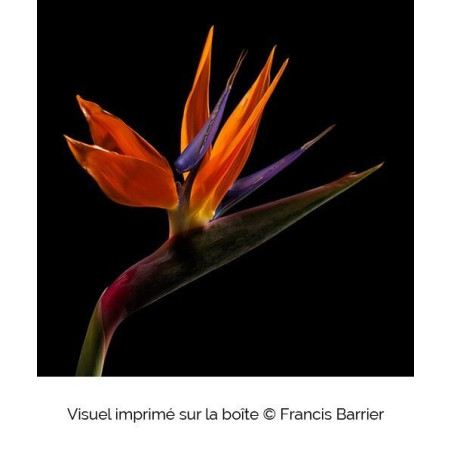Boîte à bijoux Fleur africaine