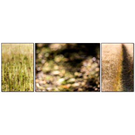 Wheat