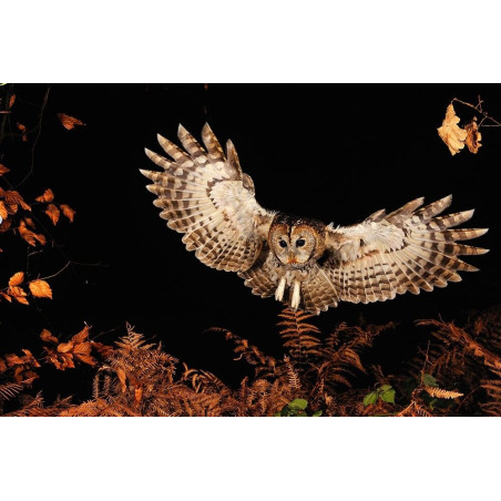 Un coup d'aile dans la nuit © Fabrice Simon