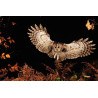Un coup d'aile dans la nuit © Fabrice Simon